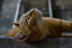 Chat qui regarde vers le haut