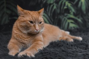 Chat qui pose avec un fond jungle