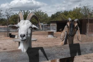 Biquettes dans une ferme