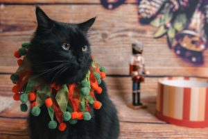Chat et les déco de Noël