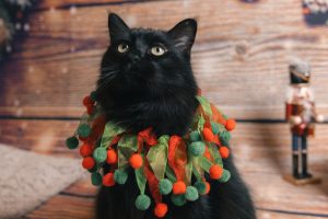 Chat avec un collier pompons