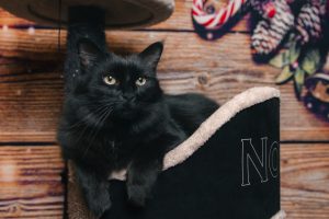 Chat noir dans son panier