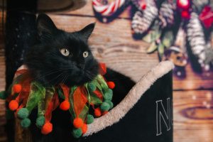 Chat dans son panier avec un collier