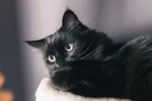 Chat qui regarde son jouet