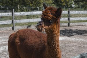 Lama dans une ferme