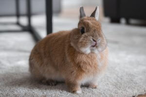 Lapin beige dans son salon
