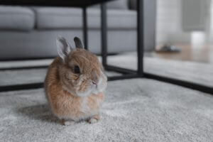 Lapin beige et ses petites oreilles