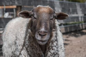 Mouton à la ferme