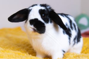 Lapin noir et blanc sur un plaid jaune