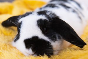 Lapin noir et blanc qui dort sur un plaid jaune
