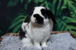 Lapin avec une toile de fond jungle