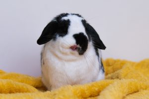 Lapin noir et blanc avec sa petite langue qui ressort