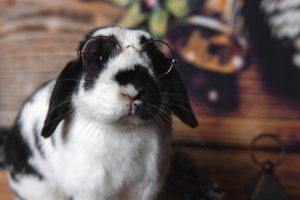Lapin noir et blanc qui porte des lunettes décoratives