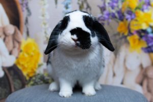 Lapin avec une toile de fond fleurs
