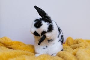 Lapin noir et blanc qui fait sa toilette